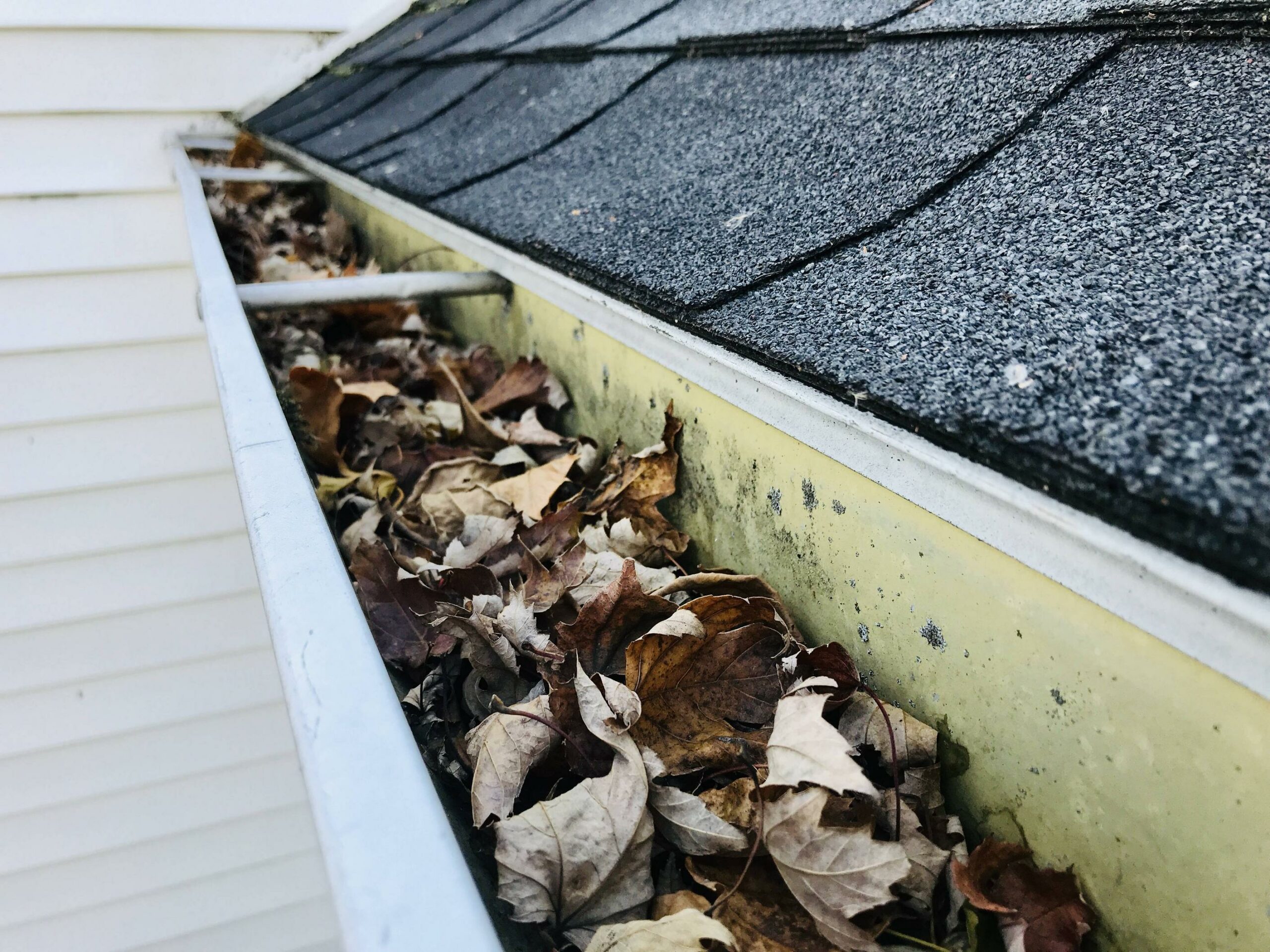 Gutter and Roof Cleaning